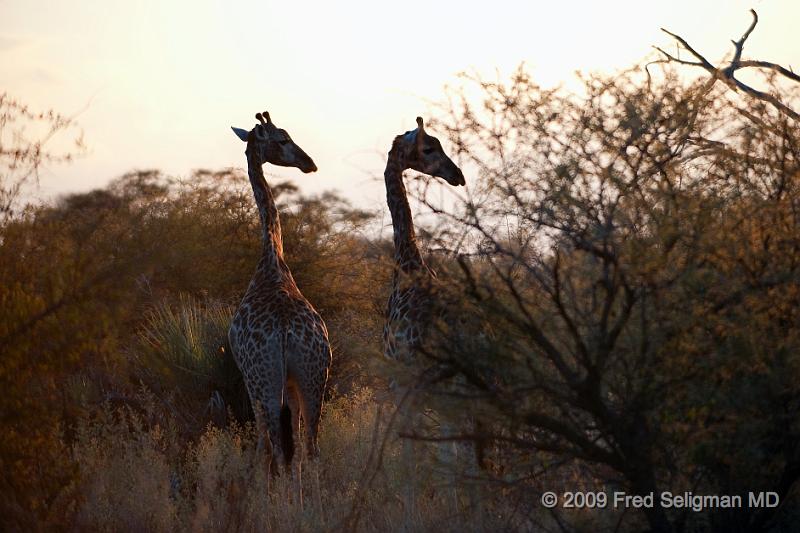 20090614_173801 D3 (2) X1.jpg - Giraffe